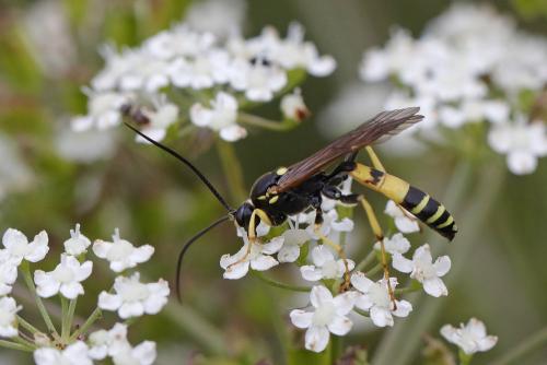 Diphyus sp.